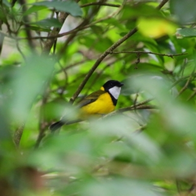 Pachycephala pectoralis (Golden Whistler) at Crater Lakes National Park - 31 Jul 2023 by MB