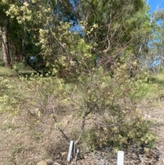 Acacia genistifolia (Early Wattle) at Garran, ACT - 12 Feb 2024 by ruthkerruish