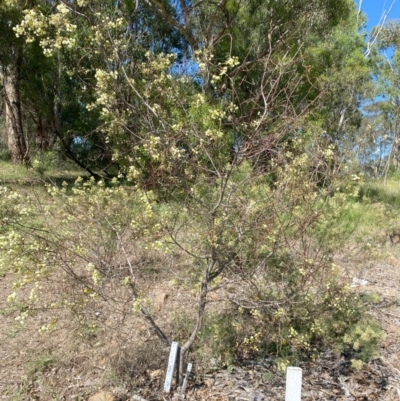 Acacia genistifolia (Early Wattle) at Hughes Garran Woodland - 12 Feb 2024 by ruthkerruish