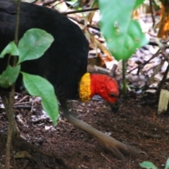 Alectura lathami (Australian Brush-turkey) at Lake Eacham, QLD - 31 Jul 2023 by MB