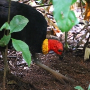 Alectura lathami at Crater Lakes National Park - 31 Jul 2023 10:37 AM