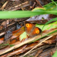 Mycalesis terminus (Orange Bush-brown) at Wooroonooran National Park - 1 Aug 2023 by MB