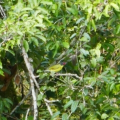 Sphecotheres vieilloti (Australasian Figbird) at Wooroonooran, QLD - 1 Aug 2023 by MB