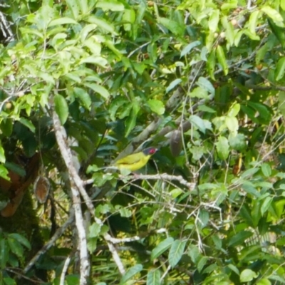 Sphecotheres vieilloti (Australasian Figbird) at Wooroonooran, QLD - 1 Aug 2023 by MB