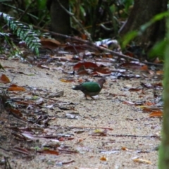Chalcophaps longirostris (Pacific Emerald Dove) at Tam O'Shanter, QLD - 1 Aug 2023 by MB