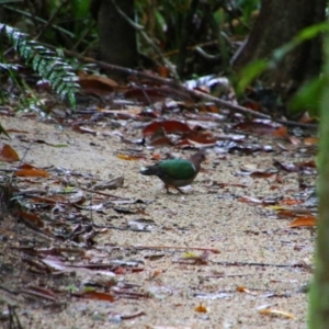 Chalcophaps longirostris at Djiru National Park - 2 Aug 2023