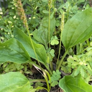 Plantago major at Numeralla, NSW - 11 Feb 2024