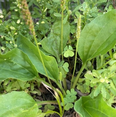 Plantago major (Greater Plantain) at Numeralla, NSW - 11 Feb 2024 by JaneR