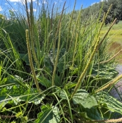 Plantago major at Numeralla, NSW - 11 Feb 2024