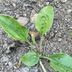 Plantago major at Numeralla, NSW - 11 Feb 2024