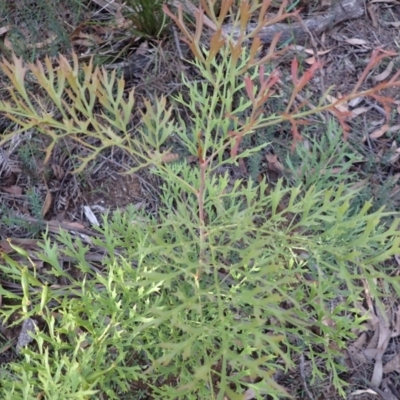 Lomatia silaifolia (Crinkle Bush, Fern-leaved Lomatia, Parsley Bush) at Wingecarribee Local Government Area - 12 Feb 2024 by plants