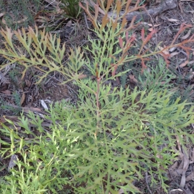 Lomatia silaifolia (Crinkle Bush, Fern-leaved Lomatia, Parsley Bush) at Mittagong - 12 Feb 2024 by plants