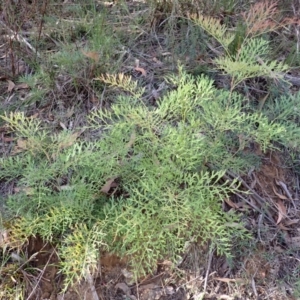 Lomatia silaifolia at Wingecarribee Local Government Area - 12 Feb 2024 07:28 AM