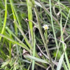 Symphyotrichum subulatum at Numeralla, NSW - 11 Feb 2024