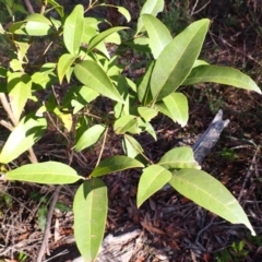 Notelaea venosa (Large Mock Olive) at Wingecarribee Local Government Area - 12 Feb 2024 by plants