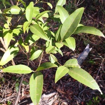 Notelaea venosa (Large Mock Olive) at Wingecarribee Local Government Area - 12 Feb 2024 by plants