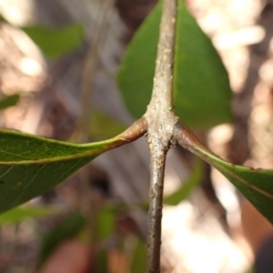 Notelaea venosa at Wingecarribee Local Government Area - 12 Feb 2024 07:30 AM