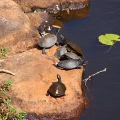 Unverified Turtle at Ingham, QLD - 3 Aug 2023 by MB