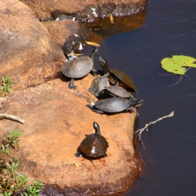Unverified Turtle at Ingham, QLD - 3 Aug 2023 by MB