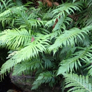 Blechnum cartilagineum at Bowral - suppressed