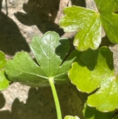 Hydrocotyle sibthorpioides (A Pennywort) at Numeralla, NSW - 11 Feb 2024 by JaneR