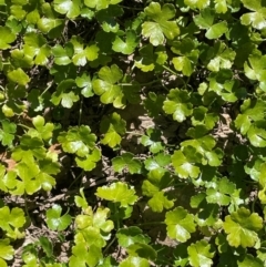 Hydrocotyle sibthorpioides at Numeralla, NSW - 11 Feb 2024