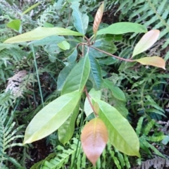 Quintinia sieberi (Possumwood) at Bowral, NSW - 12 Feb 2024 by plants