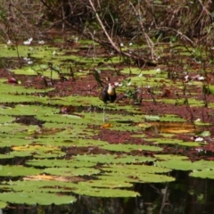 Irediparra gallinacea (Comb-crested Jacana) at Ingham, QLD - 3 Aug 2023 by MB