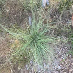 Eragrostis curvula (African Lovegrass) at Hughes, ACT - 12 Feb 2024 by ruthkerruish