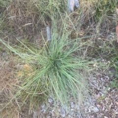 Eragrostis curvula (African Lovegrass) at Red Hill to Yarralumla Creek - 12 Feb 2024 by ruthkerruish