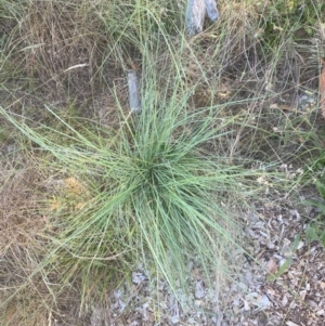 Eragrostis curvula at Hughes Garran Woodland - 12 Feb 2024