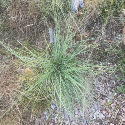 Eragrostis curvula (African Lovegrass) at Red Hill to Yarralumla Creek - 12 Feb 2024 by ruthkerruish