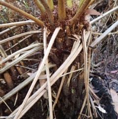 Cyathea australis subsp. australis (Rough Tree Fern) at Bowral, NSW - 11 Feb 2024 by plants