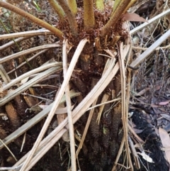Cyathea australis subsp. australis (Rough Tree Fern) at Bowral, NSW - 12 Feb 2024 by plants