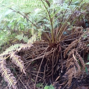 Cyathea australis subsp. australis at Bowral - 12 Feb 2024