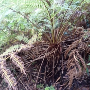 Cyathea australis subsp. australis at Bowral - suppressed