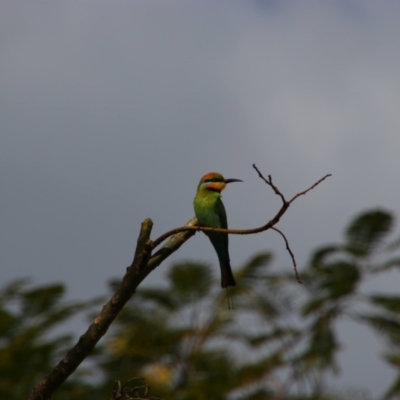 Merops ornatus (Rainbow Bee-eater) at Cardwell, QLD - 3 Aug 2023 by MB
