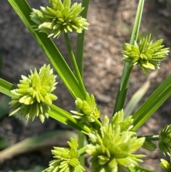 Cyperus eragrostis (Umbrella Sedge) at Numeralla, NSW - 11 Feb 2024 by JaneR