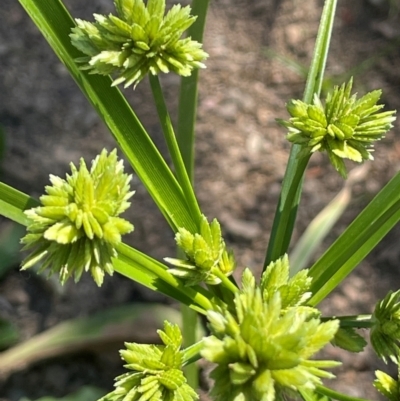 Cyperus eragrostis (Umbrella Sedge) at Numeralla, NSW - 11 Feb 2024 by JaneR