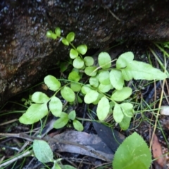 Blechnum minus (Soft Water Fern) at Wingecarribee Local Government Area - 12 Feb 2024 by plants