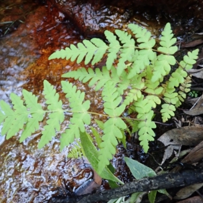 Hypolepis rugosula (Ruddy Ground-Fern) at Bowral, NSW - 11 Feb 2024 by plants