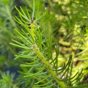 Myriophyllum variifolium at Numeralla, NSW - 11 Feb 2024