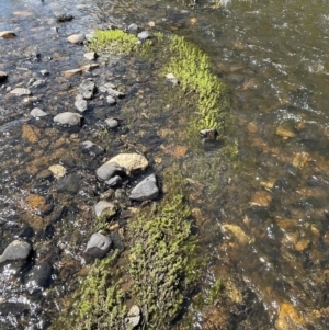 Myriophyllum variifolium at Numeralla, NSW - 11 Feb 2024