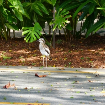 Burhinus grallarius (Bush Stone-curlew) at Cairns City, QLD - 6 Aug 2023 by MB