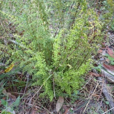 Lindsaea microphylla (Lacy Wedge-fern) at Bowral - 11 Feb 2024 by plants