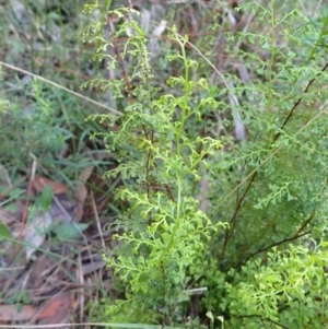 Lindsaea microphylla at Bowral - 12 Feb 2024