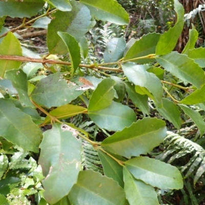 Doryphora sassafras at Mittagong - 11 Feb 2024 by plants