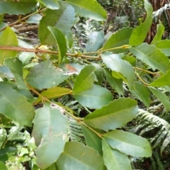 Doryphora sassafras at Mittagong, NSW - 11 Feb 2024 by plants