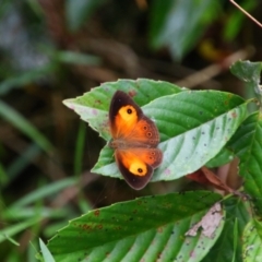 Unidentified Butterfly (Lepidoptera, Rhopalocera) at Wooroonooran, QLD - 5 Aug 2023 by MB