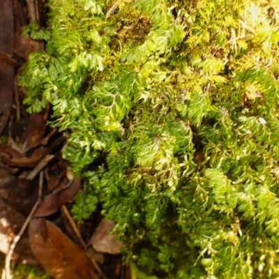 Hymenophyllum cupressiforme (Common Filmy Fern) at Wingecarribee Local Government Area - 12 Feb 2024 by plants